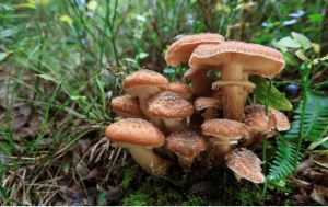 A clump of light brown mushrooms with shallow tops and darker brown and white spots sprouts from ferns and grass.
