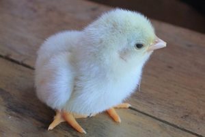 A pale yellow downy chick with light orange feet.