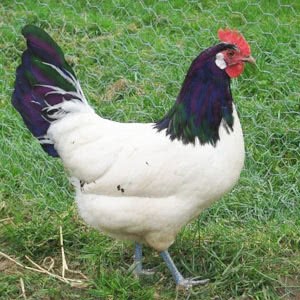 A white chicken with dark iridescent feathers on its head and tail, a red comb and wattle, and blue feet, struts toward the right on a field of grass.