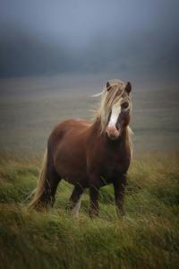 Photograph of a brown horse with a wind-blown main standing in knee-high grass.
